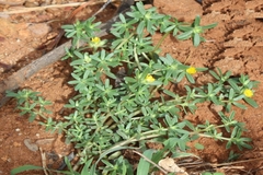 Portulaca oleracea var. linearifolia